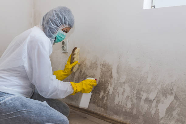 Best Mold Damage Restoration  in Nichols Hills, OK